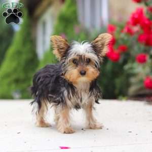 Ollie, Yorkie Puppy
